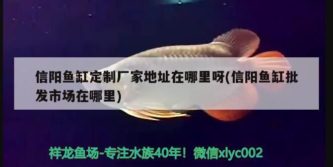 信陽魚缸定制廠家地址在哪里呀(信陽魚缸批發市場在哪里) 信陽魚缸定制廠家地址在哪里呀(信陽魚缸批發市場在哪里) 觀賞魚百科