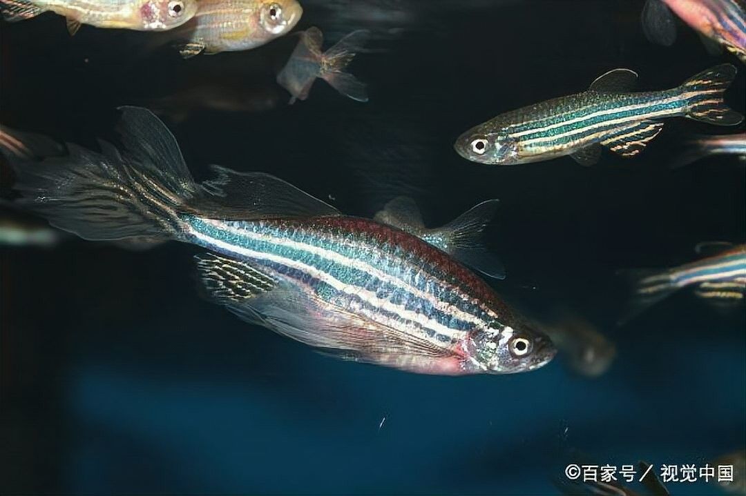 如何設置加熱棒并控制溫度 如何設置加熱棒并控制溫度 龍魚百科 第5張