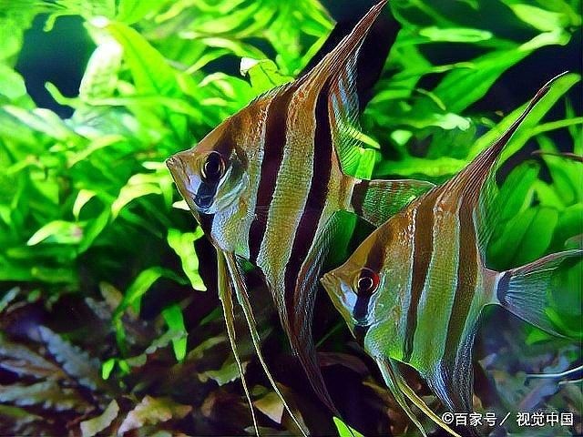 龍魚過溫期間需要做什么（觀賞魚過溫期間需要注意以下關鍵操作和細節(jié)和細節(jié)）