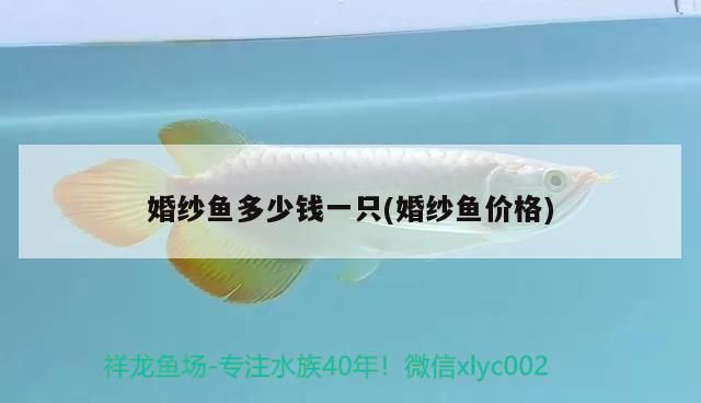 飼料 婚紗魚多少錢一只(婚紗魚價格) 觀賞魚百科 婚紗魚多少錢一只(婚紗魚價格) 婚紗魚多少錢一只(婚紗魚價格) 觀賞魚百科
