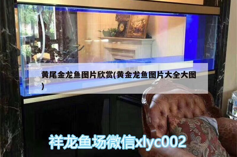 黃尾金龍魚圖片欣賞(黃金龍魚圖片大全大圖)