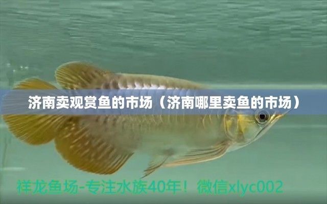 濟南觀賞魚批發(fā)市場：山東濟南觀賞魚批發(fā)市場，柏寧水族寵物市場全年開放嗎
