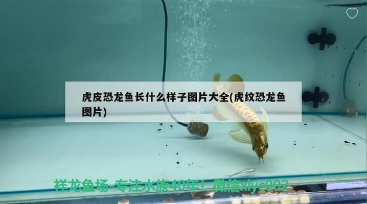 濟南觀賞魚批發(fā)市場：山東濟南觀賞魚批發(fā)市場，柏寧水族寵物市場全年開放嗎