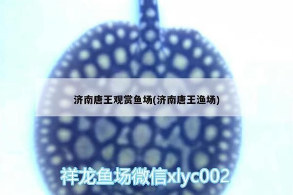 濟南觀賞魚批發市場：山東濟南觀賞魚批發市場，柏寧水族寵物市場全年開放嗎
