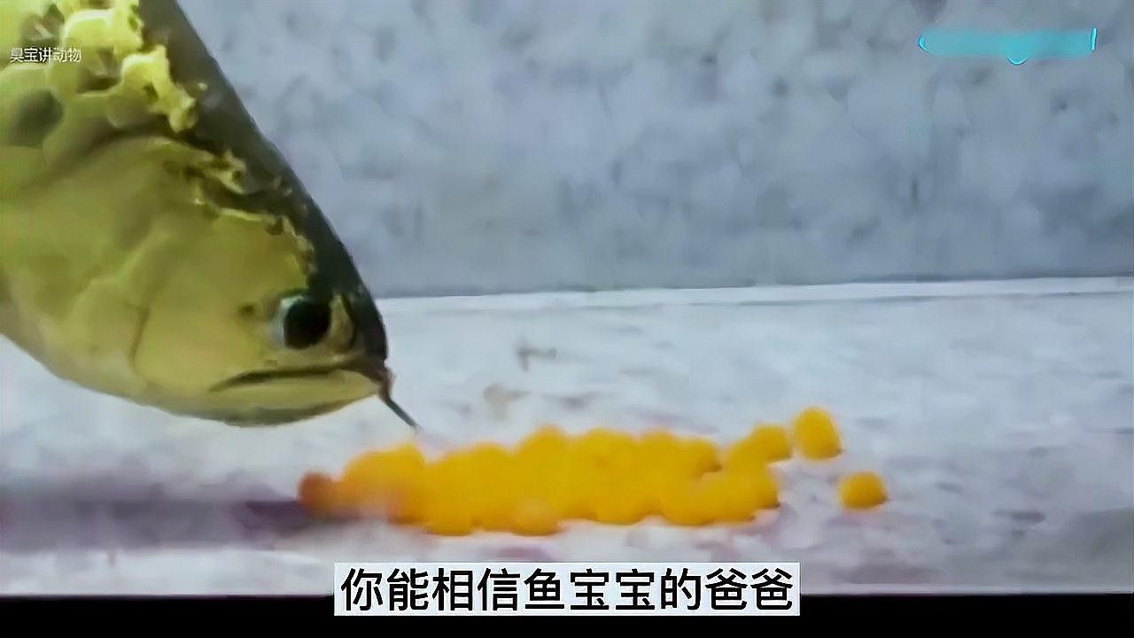 金龍魚繁殖期間可以喂食嗎？