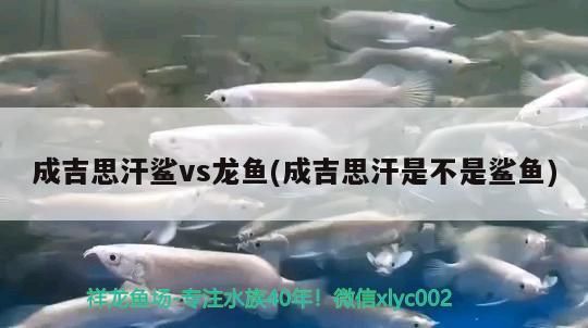 成吉思汗鯊vs龍魚(成吉思汗是不是鯊魚) 成吉思汗鯊vs龍魚(成吉思汗是不是鯊魚) 觀賞魚百科
