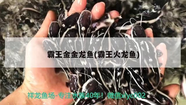 霸王金金龍魚(霸王火龍魚)