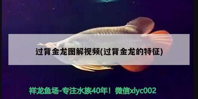 過背金龍圖解視頻(過背金龍的特征)