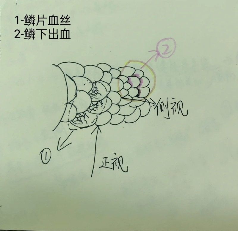 金龍魚鱗片發(fā)紅需要多久治療（金龍魚鱗片發(fā)紅的治療時間取決于多種因素） 金龍魚鱗片發(fā)紅需要多久治療（金龍魚鱗片發(fā)紅的治療時間取決于多種因素） 龍魚百科 第4張