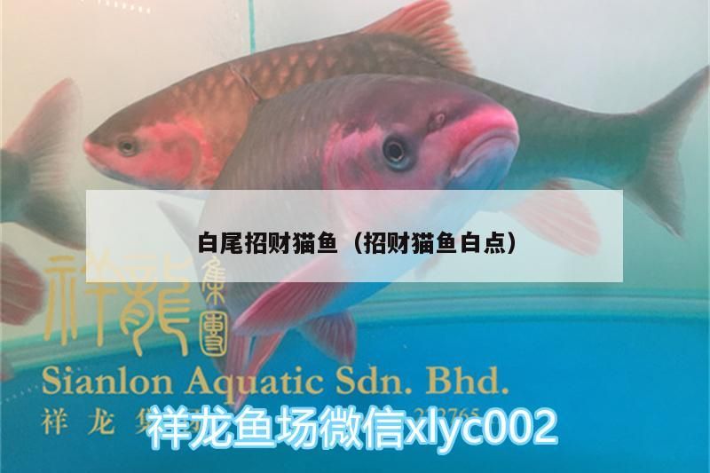 小型魚 白尾招財貓魚(招財貓魚白點) 觀賞魚百科 白尾招財貓魚(招財貓魚白點) 白尾招財貓魚(招財貓魚白點) 觀賞魚百科