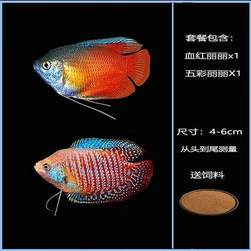 給我一些高清的黃曼龍魚圖片(如何在網(wǎng)上找到高清的黃曼龍魚) 龍魚百科 第3張 給我一些高清的黃曼龍魚圖片(如何在網(wǎng)上找到高清的黃曼龍魚) 給我一些高清的黃曼龍魚圖片(如何在網(wǎng)上找到高清的黃曼龍魚) 龍魚百科 第3張