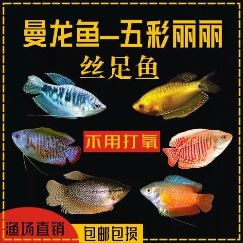 給我一些高清的黃曼龍魚圖片(如何在網(wǎng)上找到高清的黃曼龍魚) 龍魚百科 第4張 給我一些高清的黃曼龍魚圖片(如何在網(wǎng)上找到高清的黃曼龍魚) 給我一些高清的黃曼龍魚圖片(如何在網(wǎng)上找到高清的黃曼龍魚) 龍魚百科 第4張