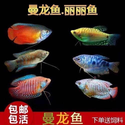 給我一些高清的黃曼龍魚圖片(如何在網(wǎng)上找到高清的黃曼龍魚) 龍魚百科 第12張 給我一些高清的黃曼龍魚圖片(如何在網(wǎng)上找到高清的黃曼龍魚) 給我一些高清的黃曼龍魚圖片(如何在網(wǎng)上找到高清的黃曼龍魚) 龍魚百科 第12張