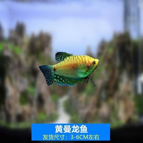 給我一些高清的黃曼龍魚圖片(如何在網(wǎng)上找到高清的黃曼龍魚) 龍魚百科 第5張 給我一些高清的黃曼龍魚圖片(如何在網(wǎng)上找到高清的黃曼龍魚) 給我一些高清的黃曼龍魚圖片(如何在網(wǎng)上找到高清的黃曼龍魚) 龍魚百科 第5張