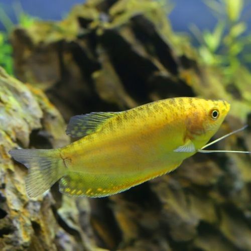 給我一些高清的黃曼龍魚圖片(如何在網(wǎng)上找到高清的黃曼龍魚) 龍魚百科 第10張 給我一些高清的黃曼龍魚圖片(如何在網(wǎng)上找到高清的黃曼龍魚) 給我一些高清的黃曼龍魚圖片(如何在網(wǎng)上找到高清的黃曼龍魚) 龍魚百科 第10張