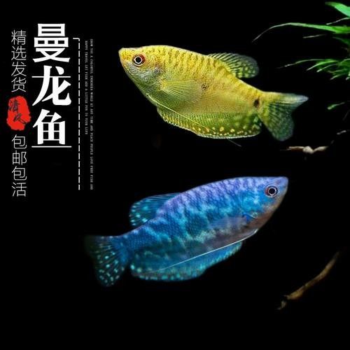 給我一些高清的黃曼龍魚圖片(如何在網(wǎng)上找到高清的黃曼龍魚) 龍魚百科 第11張 給我一些高清的黃曼龍魚圖片(如何在網(wǎng)上找到高清的黃曼龍魚) 給我一些高清的黃曼龍魚圖片(如何在網(wǎng)上找到高清的黃曼龍魚) 龍魚百科 第11張