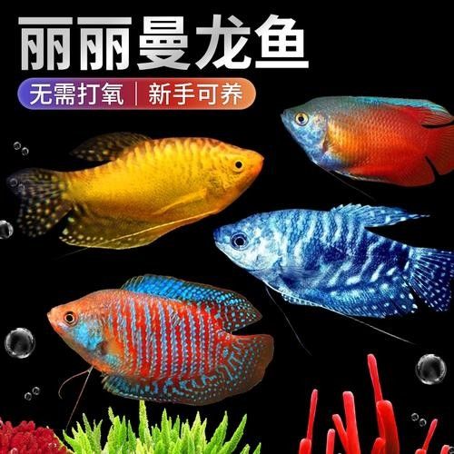 給我一些高清的黃曼龍魚圖片(如何在網(wǎng)上找到高清的黃曼龍魚) 龍魚百科 第8張 給我一些高清的黃曼龍魚圖片(如何在網(wǎng)上找到高清的黃曼龍魚) 給我一些高清的黃曼龍魚圖片(如何在網(wǎng)上找到高清的黃曼龍魚) 龍魚百科 第8張