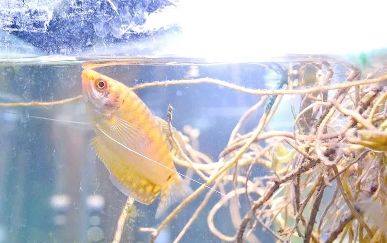給我一些高清的黃曼龍魚圖片(如何在網(wǎng)上找到高清的黃曼龍魚) 龍魚百科 第16張 給我一些高清的黃曼龍魚圖片(如何在網(wǎng)上找到高清的黃曼龍魚) 給我一些高清的黃曼龍魚圖片(如何在網(wǎng)上找到高清的黃曼龍魚) 龍魚百科 第16張
