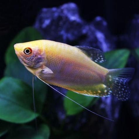 給我一些高清的黃曼龍魚圖片(如何在網(wǎng)上找到高清的黃曼龍魚) 龍魚百科 第23張 給我一些高清的黃曼龍魚圖片(如何在網(wǎng)上找到高清的黃曼龍魚) 給我一些高清的黃曼龍魚圖片(如何在網(wǎng)上找到高清的黃曼龍魚) 龍魚百科 第23張