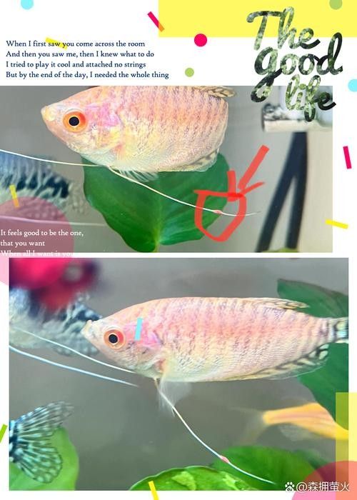 給我一些高清的黃曼龍魚圖片(如何在網(wǎng)上找到高清的黃曼龍魚) 龍魚百科 第20張 給我一些高清的黃曼龍魚圖片(如何在網(wǎng)上找到高清的黃曼龍魚) 給我一些高清的黃曼龍魚圖片(如何在網(wǎng)上找到高清的黃曼龍魚) 龍魚百科 第20張