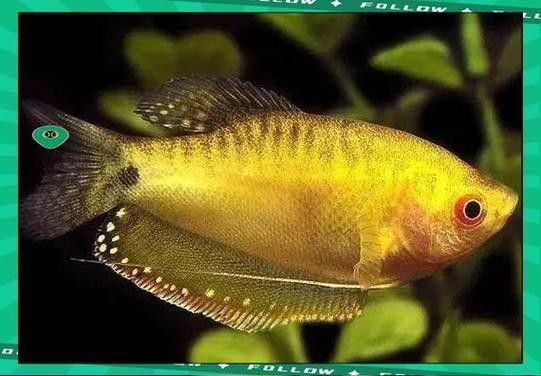 給我一些高清的黃曼龍魚圖片(如何在網(wǎng)上找到高清的黃曼龍魚) 龍魚百科 第15張 給我一些高清的黃曼龍魚圖片(如何在網(wǎng)上找到高清的黃曼龍魚) 給我一些高清的黃曼龍魚圖片(如何在網(wǎng)上找到高清的黃曼龍魚) 龍魚百科 第15張