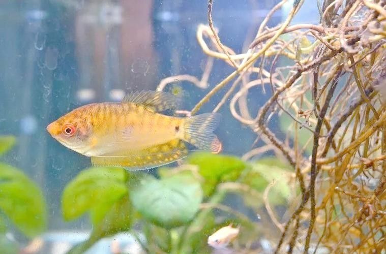 給我一些高清的黃曼龍魚圖片(如何在網(wǎng)上找到高清的黃曼龍魚) 龍魚百科 第14張 給我一些高清的黃曼龍魚圖片(如何在網(wǎng)上找到高清的黃曼龍魚) 給我一些高清的黃曼龍魚圖片(如何在網(wǎng)上找到高清的黃曼龍魚) 龍魚百科 第14張