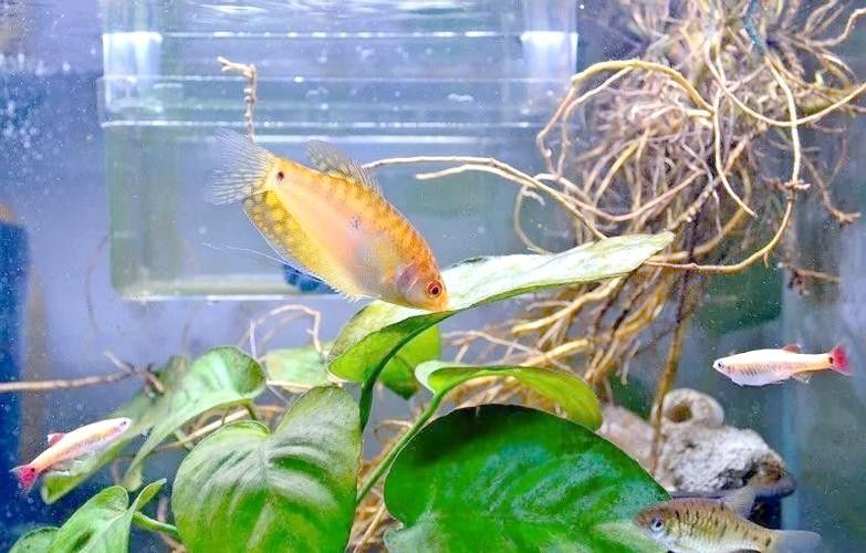 給我一些高清的黃曼龍魚圖片(如何在網(wǎng)上找到高清的黃曼龍魚) 龍魚百科 第18張 給我一些高清的黃曼龍魚圖片(如何在網(wǎng)上找到高清的黃曼龍魚) 給我一些高清的黃曼龍魚圖片(如何在網(wǎng)上找到高清的黃曼龍魚) 龍魚百科 第18張