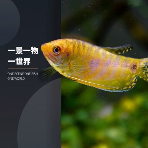 給我一些高清的黃曼龍魚圖片(如何在網(wǎng)上找到高清的黃曼龍魚) 龍魚百科 第17張 給我一些高清的黃曼龍魚圖片(如何在網(wǎng)上找到高清的黃曼龍魚) 給我一些高清的黃曼龍魚圖片(如何在網(wǎng)上找到高清的黃曼龍魚) 龍魚百科 第17張