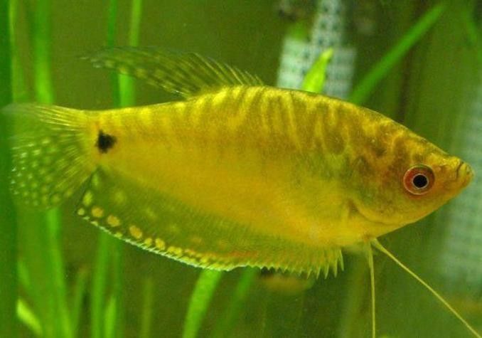 給我一些高清的黃曼龍魚圖片(如何在網(wǎng)上找到高清的黃曼龍魚) 龍魚百科 第13張 給我一些高清的黃曼龍魚圖片(如何在網(wǎng)上找到高清的黃曼龍魚) 給我一些高清的黃曼龍魚圖片(如何在網(wǎng)上找到高清的黃曼龍魚) 龍魚百科 第13張