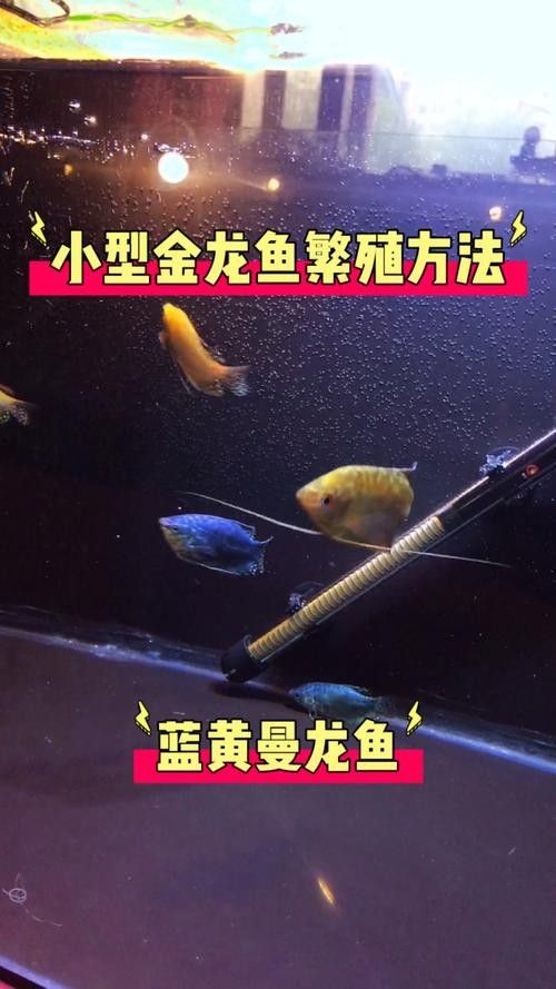 給我一些高清的黃曼龍魚圖片(如何在網(wǎng)上找到高清的黃曼龍魚) 龍魚百科 第24張 給我一些高清的黃曼龍魚圖片(如何在網(wǎng)上找到高清的黃曼龍魚) 給我一些高清的黃曼龍魚圖片(如何在網(wǎng)上找到高清的黃曼龍魚) 龍魚百科 第24張