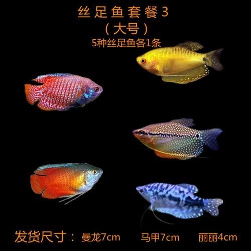 給我一些高清的黃曼龍魚圖片(如何在網(wǎng)上找到高清的黃曼龍魚) 龍魚百科 第34張 給我一些高清的黃曼龍魚圖片(如何在網(wǎng)上找到高清的黃曼龍魚) 給我一些高清的黃曼龍魚圖片(如何在網(wǎng)上找到高清的黃曼龍魚) 龍魚百科 第34張