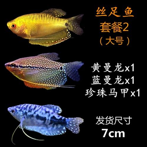 給我一些高清的黃曼龍魚圖片(如何在網(wǎng)上找到高清的黃曼龍魚) 龍魚百科 第32張 給我一些高清的黃曼龍魚圖片(如何在網(wǎng)上找到高清的黃曼龍魚) 給我一些高清的黃曼龍魚圖片(如何在網(wǎng)上找到高清的黃曼龍魚) 龍魚百科 第32張