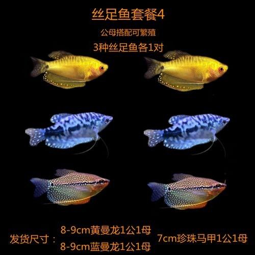 給我一些高清的黃曼龍魚圖片(如何在網(wǎng)上找到高清的黃曼龍魚) 龍魚百科 第33張 給我一些高清的黃曼龍魚圖片(如何在網(wǎng)上找到高清的黃曼龍魚) 給我一些高清的黃曼龍魚圖片(如何在網(wǎng)上找到高清的黃曼龍魚) 龍魚百科 第33張