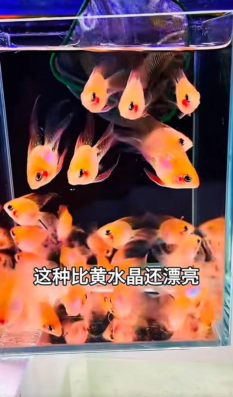 給我一些高清的黃曼龍魚圖片(如何在網(wǎng)上找到高清的黃曼龍魚) 龍魚百科 第29張 給我一些高清的黃曼龍魚圖片(如何在網(wǎng)上找到高清的黃曼龍魚) 給我一些高清的黃曼龍魚圖片(如何在網(wǎng)上找到高清的黃曼龍魚) 龍魚百科 第29張