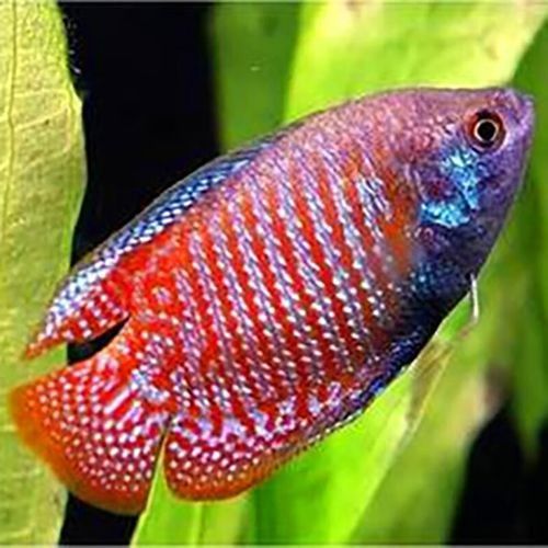 給我一些高清的黃曼龍魚圖片(如何在網(wǎng)上找到高清的黃曼龍魚) 龍魚百科 第39張 給我一些高清的黃曼龍魚圖片(如何在網(wǎng)上找到高清的黃曼龍魚) 給我一些高清的黃曼龍魚圖片(如何在網(wǎng)上找到高清的黃曼龍魚) 龍魚百科 第39張