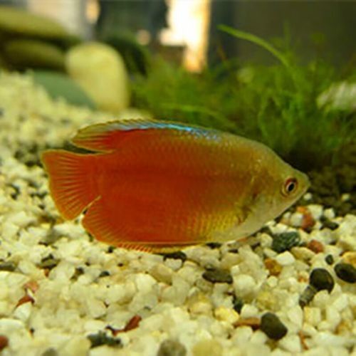 給我一些高清的黃曼龍魚圖片(如何在網(wǎng)上找到高清的黃曼龍魚) 龍魚百科 第37張 給我一些高清的黃曼龍魚圖片(如何在網(wǎng)上找到高清的黃曼龍魚) 給我一些高清的黃曼龍魚圖片(如何在網(wǎng)上找到高清的黃曼龍魚) 龍魚百科 第37張