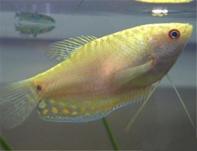給我一些高清的黃曼龍魚圖片(如何在網(wǎng)上找到高清的黃曼龍魚) 龍魚百科 第38張 給我一些高清的黃曼龍魚圖片(如何在網(wǎng)上找到高清的黃曼龍魚) 給我一些高清的黃曼龍魚圖片(如何在網(wǎng)上找到高清的黃曼龍魚) 龍魚百科 第38張
