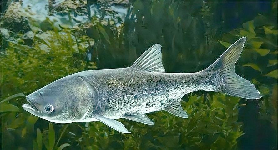 龍魚得了水霉病會(huì)自愈嗎（龍魚得了水霉病后能夠自愈嗎）
