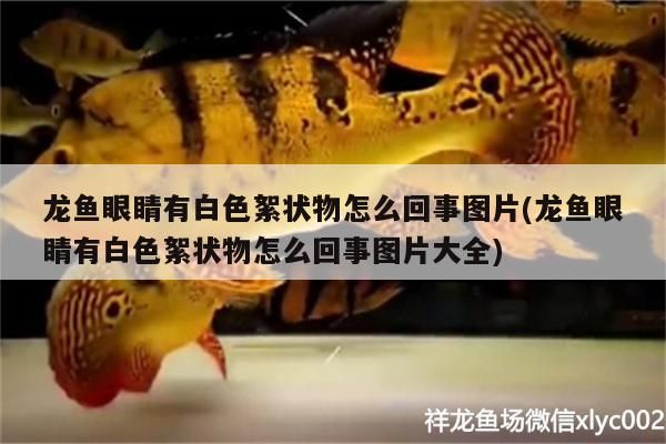 龍魚眼睛有白色絮狀物怎么回事圖片(龍魚眼睛有白色絮狀物怎么回事圖片大全)