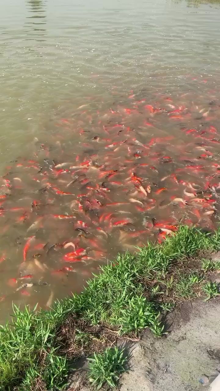 雷龍魚缸用什么燈最好(雷龍魚缸用什么燈最好呢) 雷龍魚缸用什么燈最好(雷龍魚缸用什么燈最好呢) 觀賞魚百科