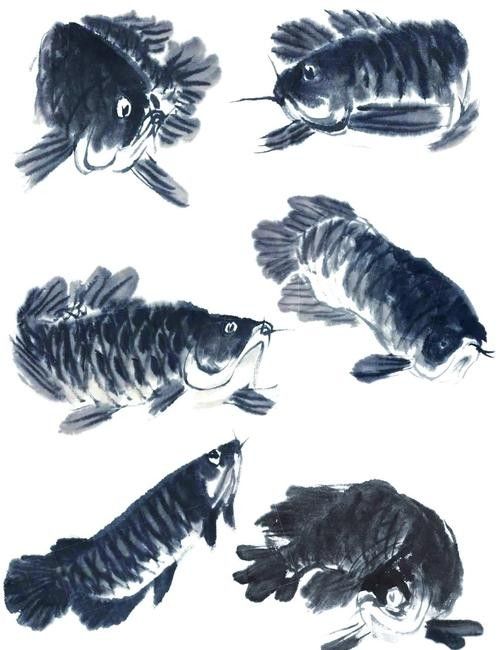 哪里可以找到高清的龍魚攝影圖（如何找到高清的龍魚攝影圖）