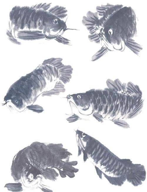 哪里可以找到高清的龍魚攝影圖（如何找到高清的龍魚攝影圖）