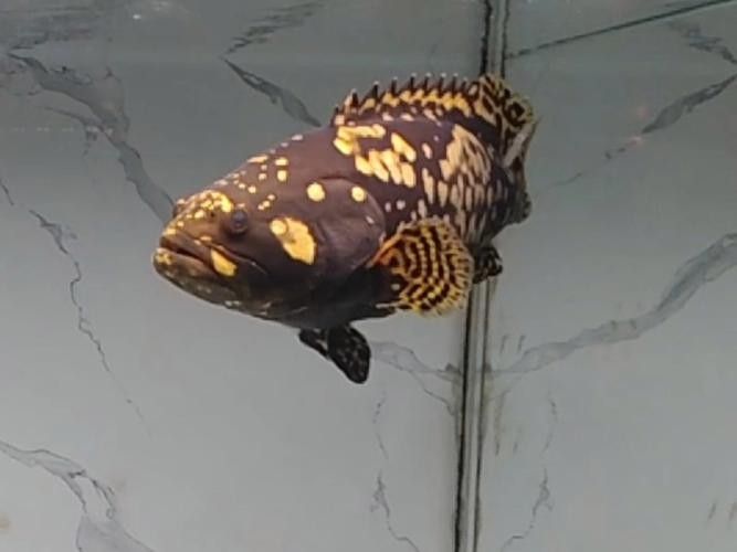 如何選擇適合斑點龍魚的魚缸？（如何選擇適合斑點龍魚的魚缸）