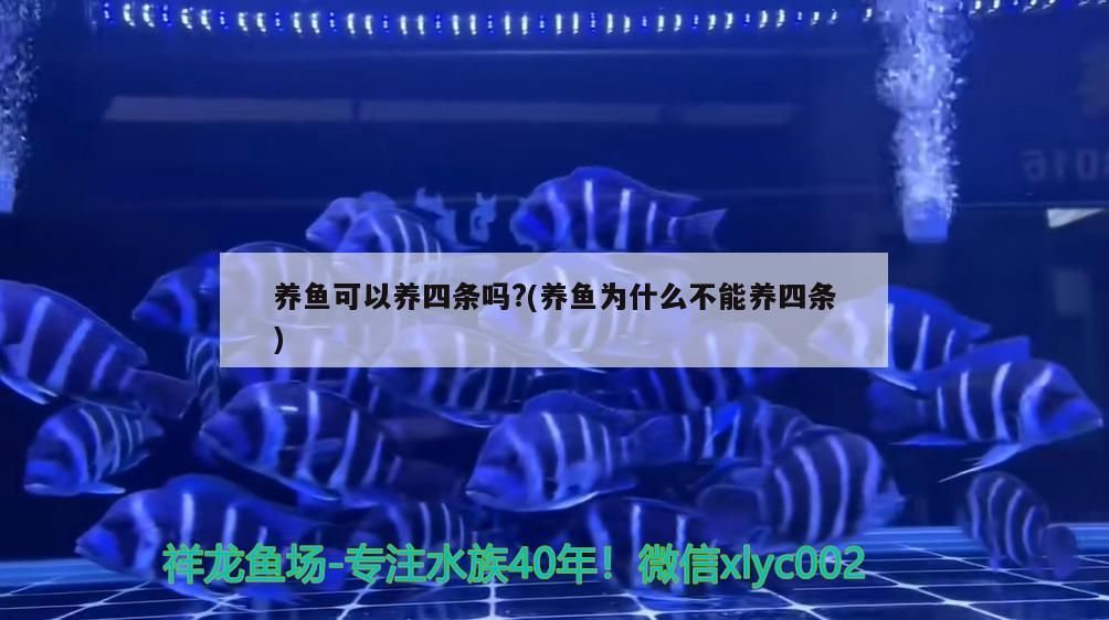 養魚可以養四條嗎？(養魚為什么不能養四條)（養魚可以養四條嗎？）