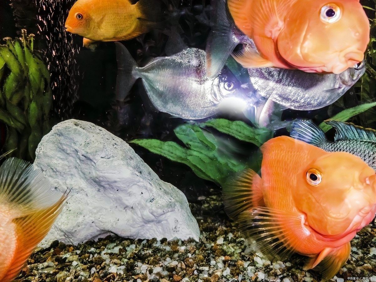 紅龍魚缺氧后多久會(huì)死亡？