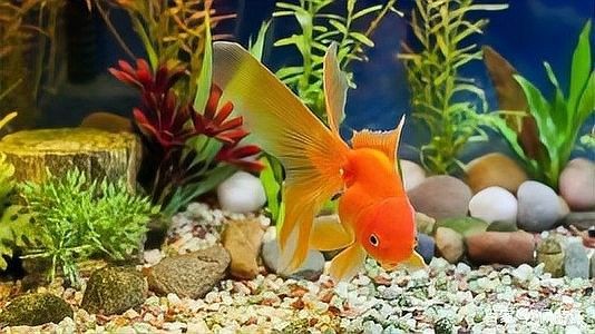 紅龍魚缺氧后多久會(huì)死亡？