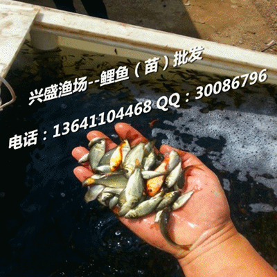花草觀賞魚苗現在哪賣的（觀賞魚的繁殖技術）