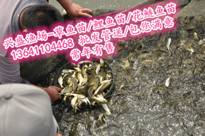 花草觀賞魚苗現在哪賣的（觀賞魚的繁殖技術）