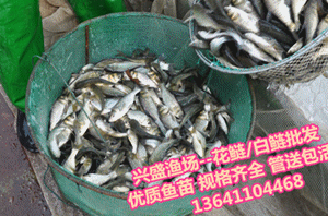 花草觀賞魚苗現在哪賣的（觀賞魚的繁殖技術）