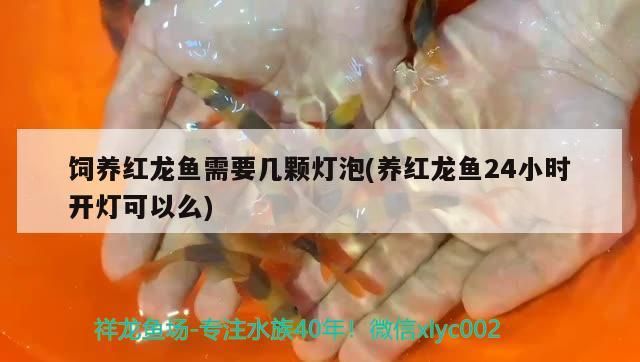 飼養紅龍魚需要幾顆燈泡(養紅龍魚24小時開燈可以么)